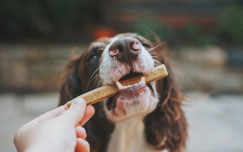 Is CBD Dog Treats Right For My Pet?