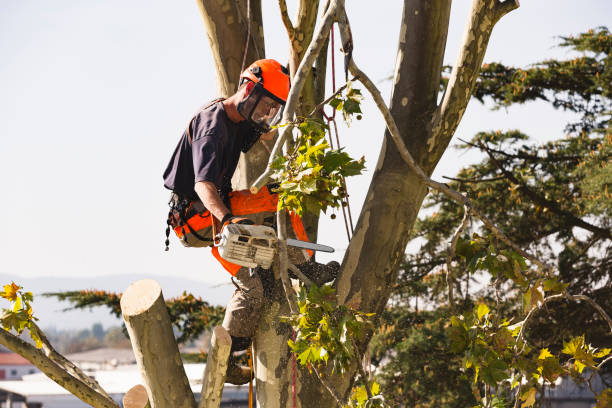 Tree Removal Services Performed by Experts