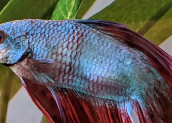 Betta Fish Pineconing Guide: Tips For Treating Your Betta