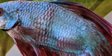 Betta Fish Pineconing Guide: Tips For Treating Your Betta