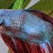 Betta Fish Pineconing Guide: Tips For Treating Your Betta