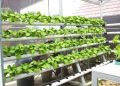 How To Make Your Own Organic Hydroponic Nutrients