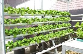 How To Make Your Own Organic Hydroponic Nutrients