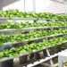 How To Make Your Own Organic Hydroponic Nutrients