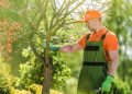 The Best Arborist Tree Care Supplies For Maintaining Healthy Trees