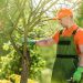 The Best Arborist Tree Care Supplies For Maintaining Healthy Trees