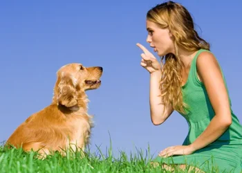 Easy Dog Training Tips For Quick Results