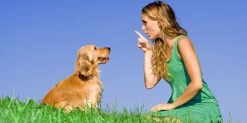 Easy Dog Training Tips For Quick Results