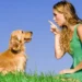 Easy Dog Training Tips For Quick Results